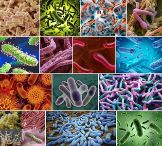 вредные и полезные микробы