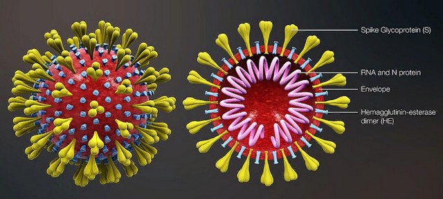 Кросс-секционная модель коронавируса