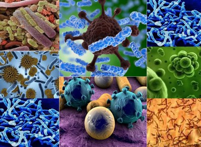 Откуда берутся микробы и кто они такие