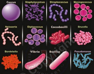 Вредные и полезные микробы человека